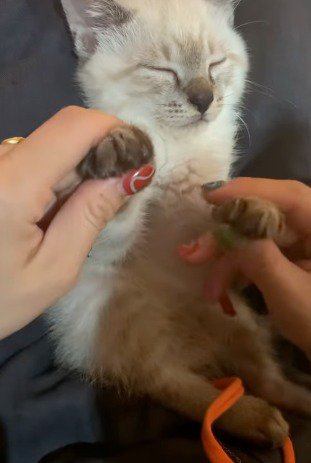 眠っている子猫の前足を優しくにぎる飼い主