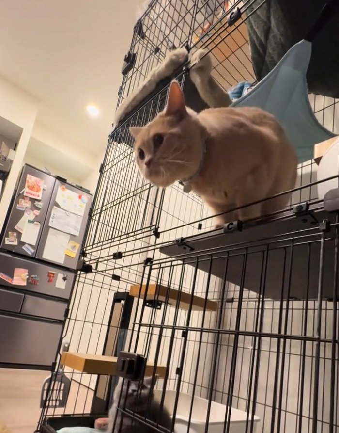 ジャンプしようとする桐くん