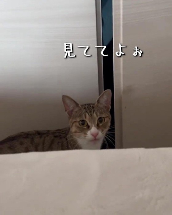 クローゼットの入口に立つ猫