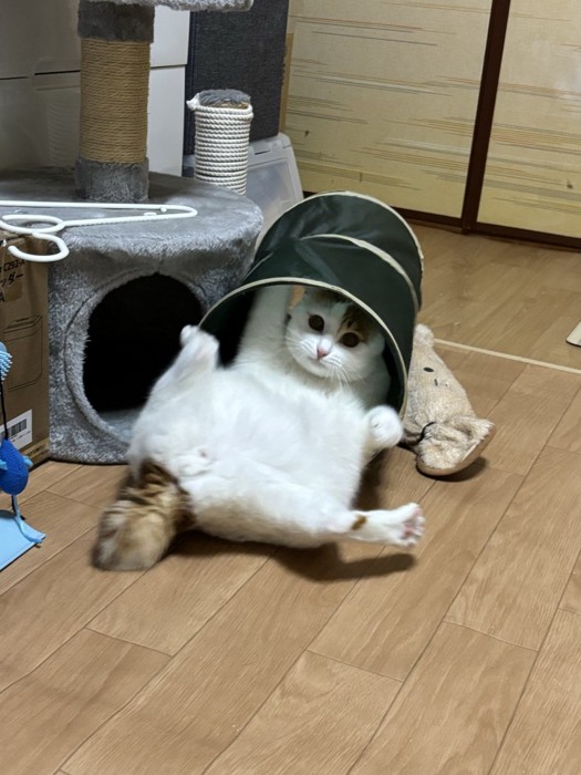 トンネルのおもちゃに入って足を大きく広げる猫