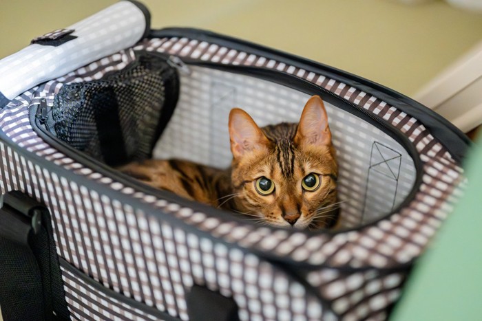 キャリーに入る猫