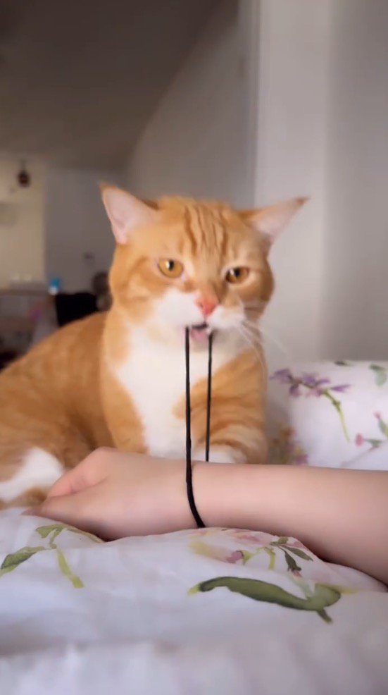 飼い主の腕に付いた髪ゴムを咥えながら、飼い主を見つめる猫