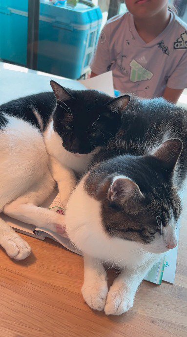 目を伏せる白黒猫