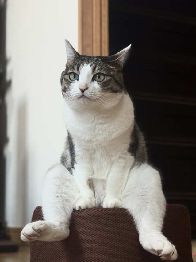 後ろ足を投げ出してスツールの上でお座りしている猫(ヒキ)