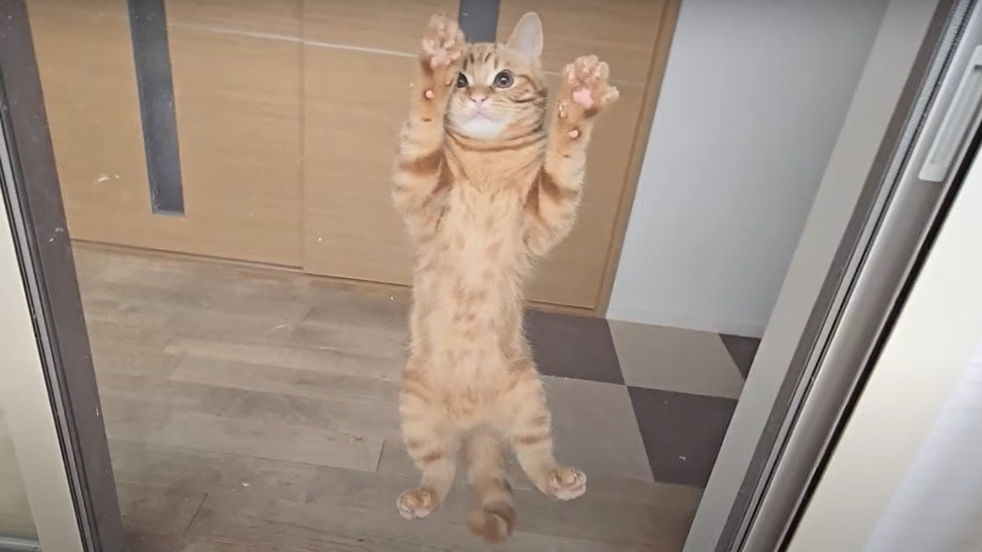 網戸をよじ登る猫