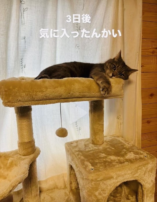 キャットタワーのベッドで寛ぐサバトラ猫