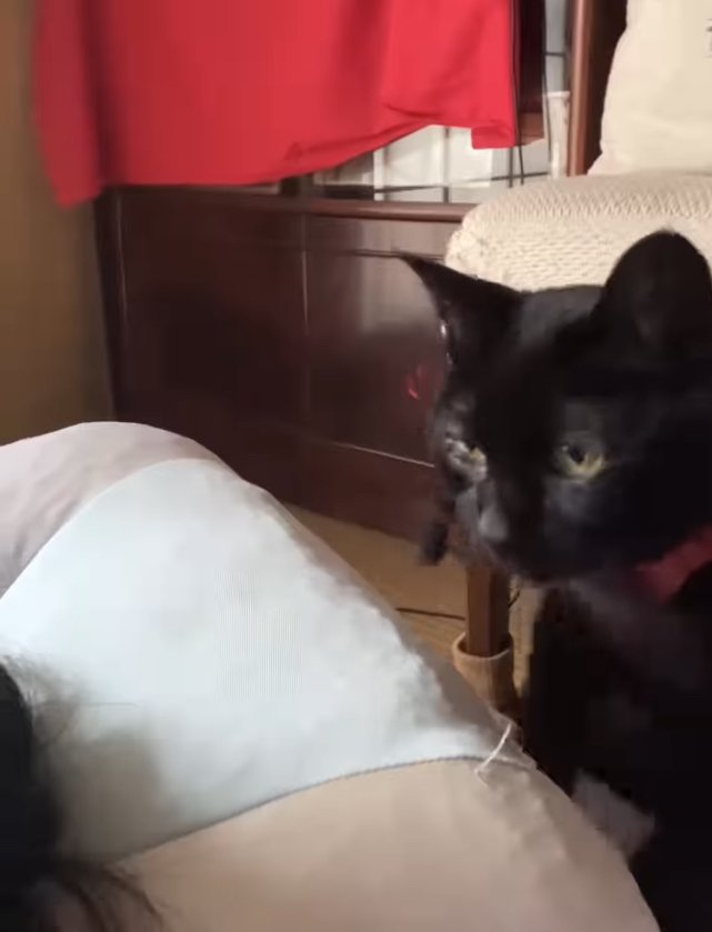 飼い主の枕元で佇んでいる黒猫