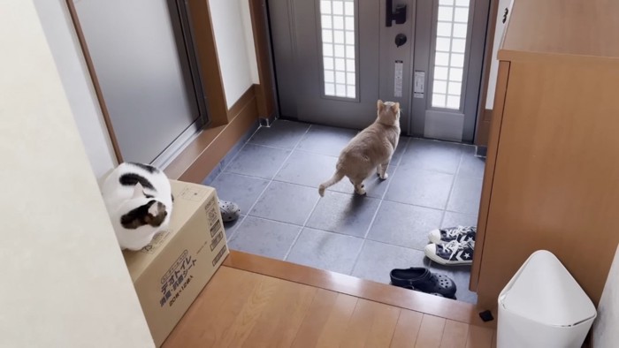 玄関で佇むミックス猫