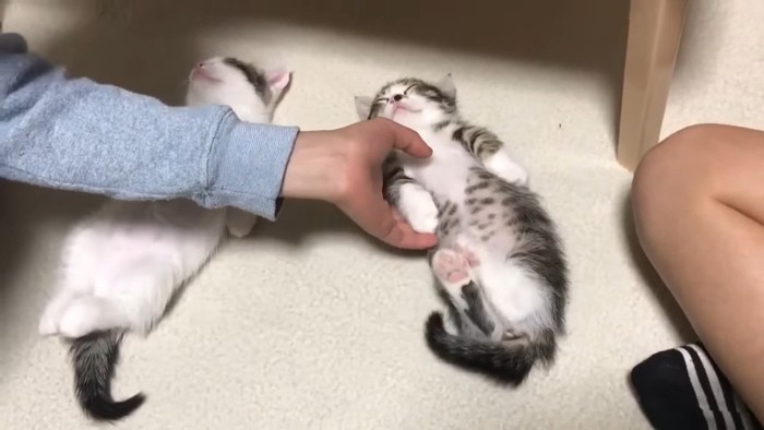 触られるオハナくん