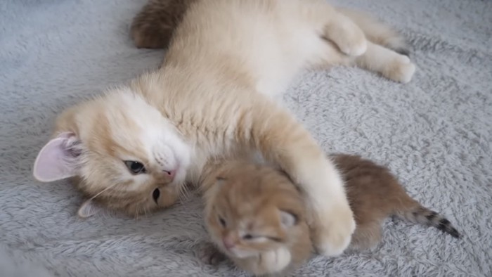 子猫に手を伸ばす子猫の写真