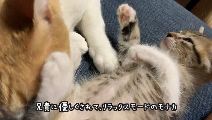 リラックスした様子の子猫