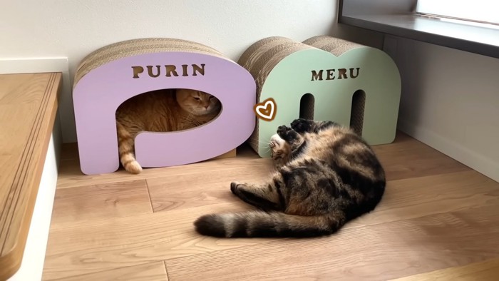 Pの中に入っている猫とお腹を見せてゴロンとする猫