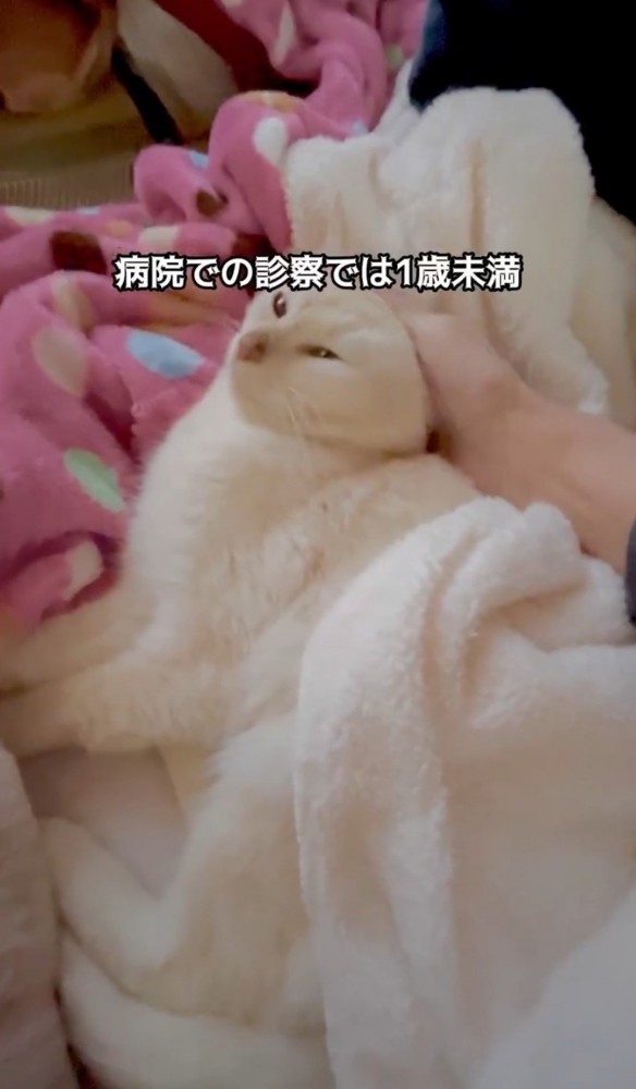 頭を撫でてもらう猫