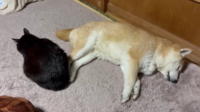 寝る黒猫と柴犬