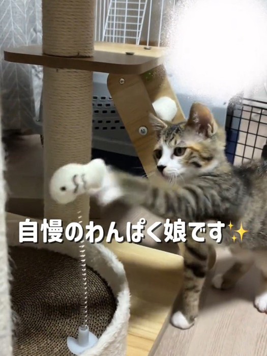 おもちゃに猫パンチする子猫