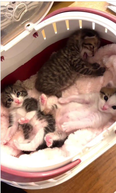 横になっている子猫たち