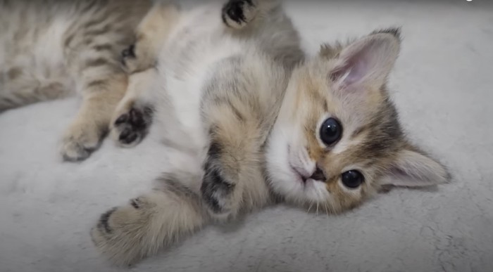 こちらを見て寝転がる子猫