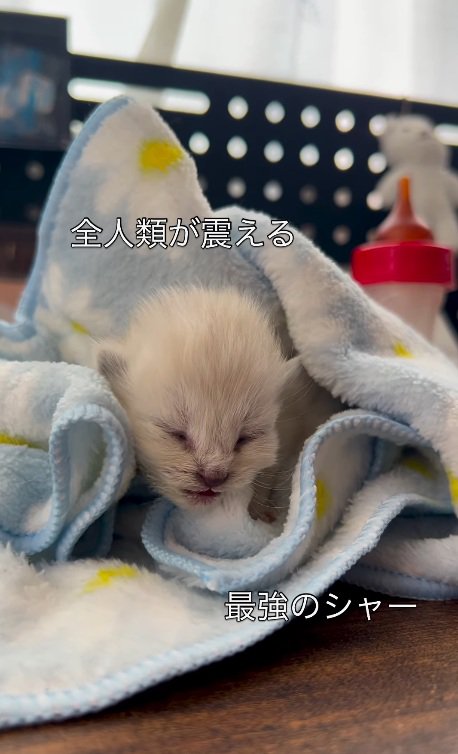 飼い主さんの方を向く子猫