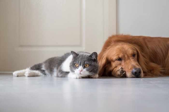 床に寝そべる犬と猫