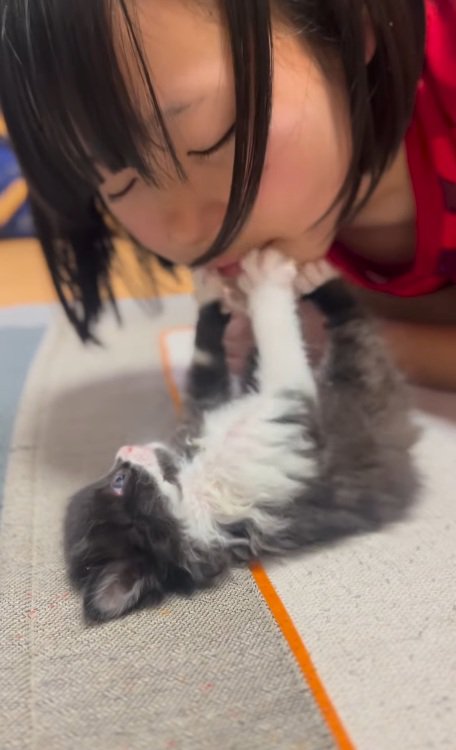 女の子と遊んでいる子猫
