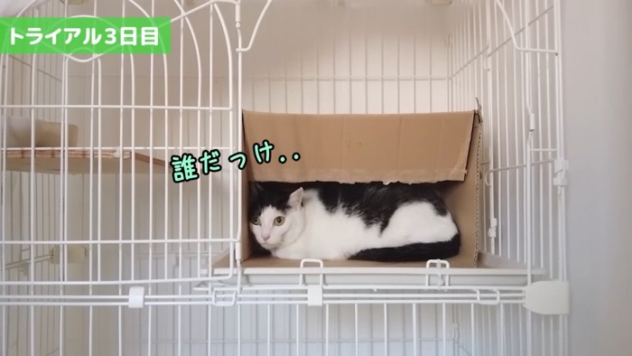 箱の中に隠れる猫