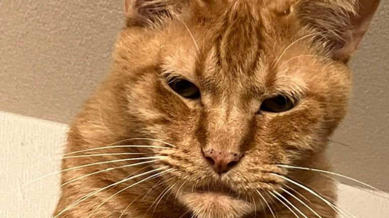 しゃくれている猫