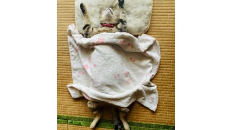 ヘソ天して眠る猫