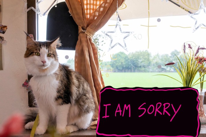 sorryボードと猫