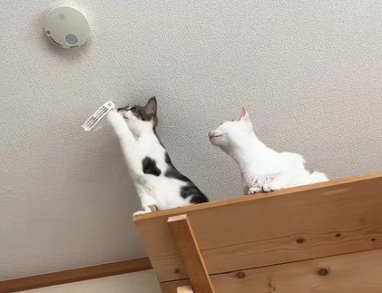 紐にじゃれる猫