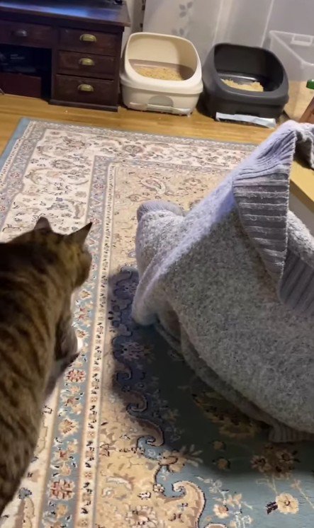 セーターに入った猫