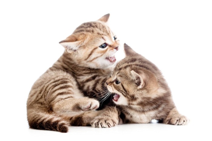 じゃれ合う子猫たち