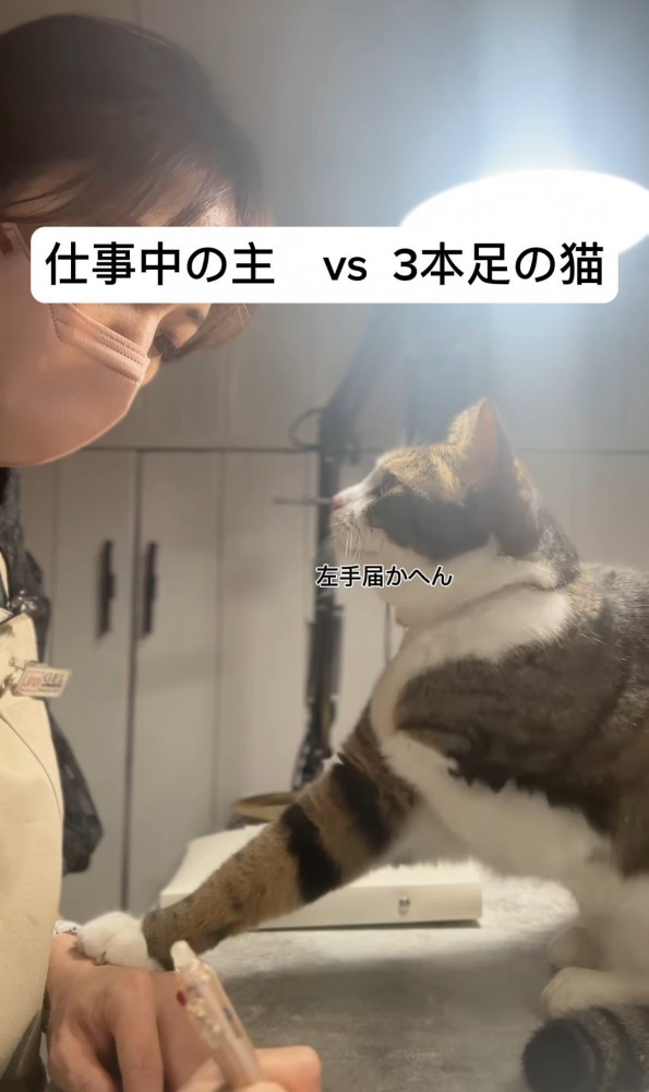 人の手を触って人の目を見つめる猫