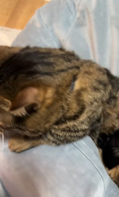 クッションのふちに足をかけるマンチカン