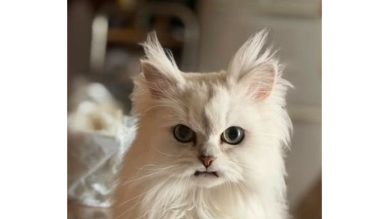 猫の顔