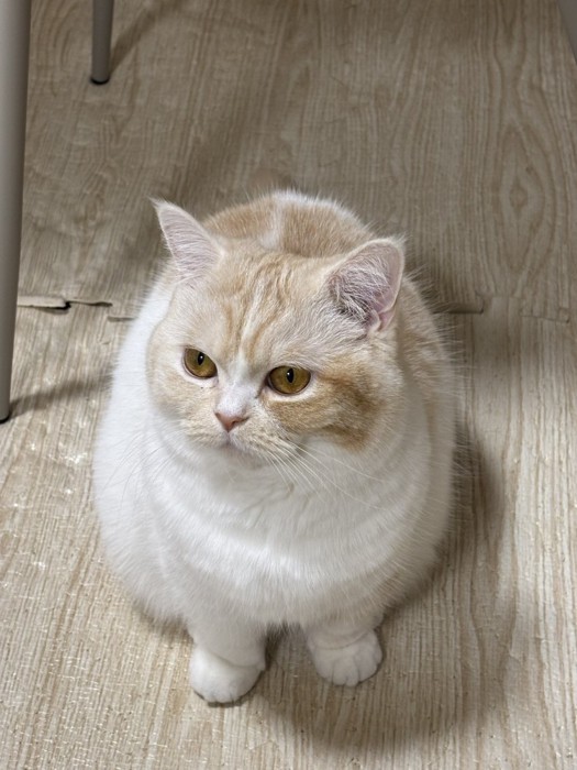 遊んでほしそうな猫