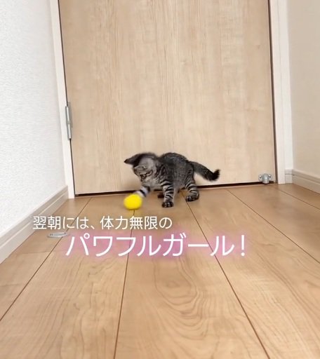 おもちゃで遊ぶ子猫