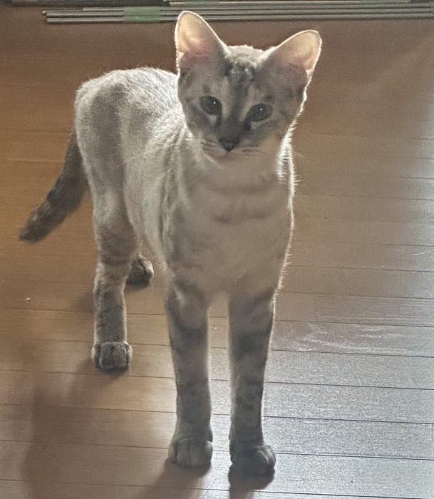 飼い主を少し離れたところから見つめる猫