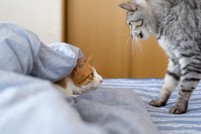 ベッドの上で見つめ合う猫たち