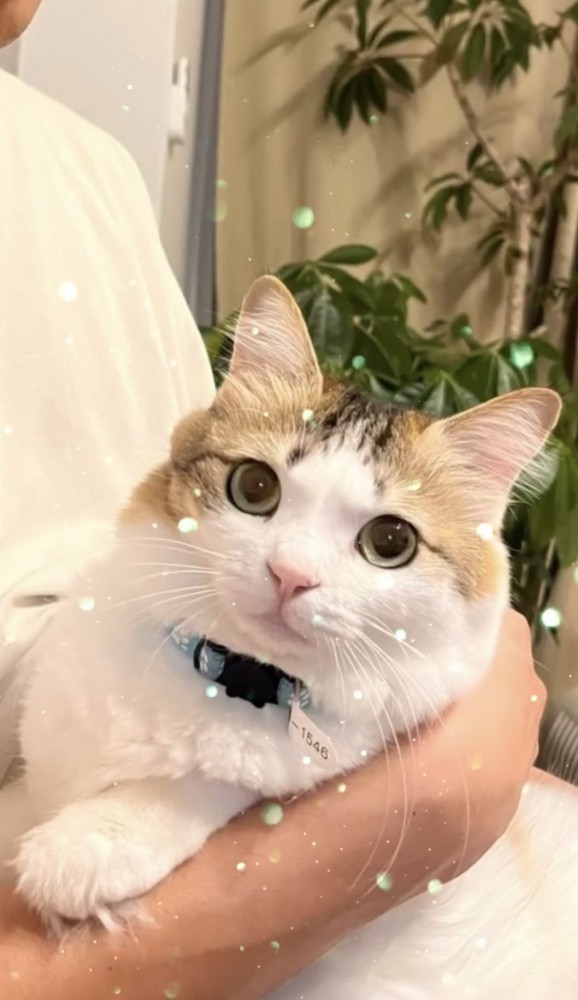 カメラを見る猫