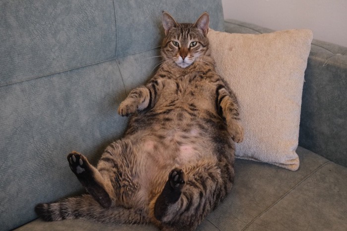 ソファの上でお腹を見せて座る猫
