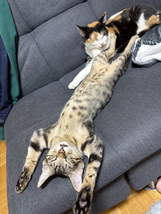 お腹を出してソファの上で眠るキジトラ猫
