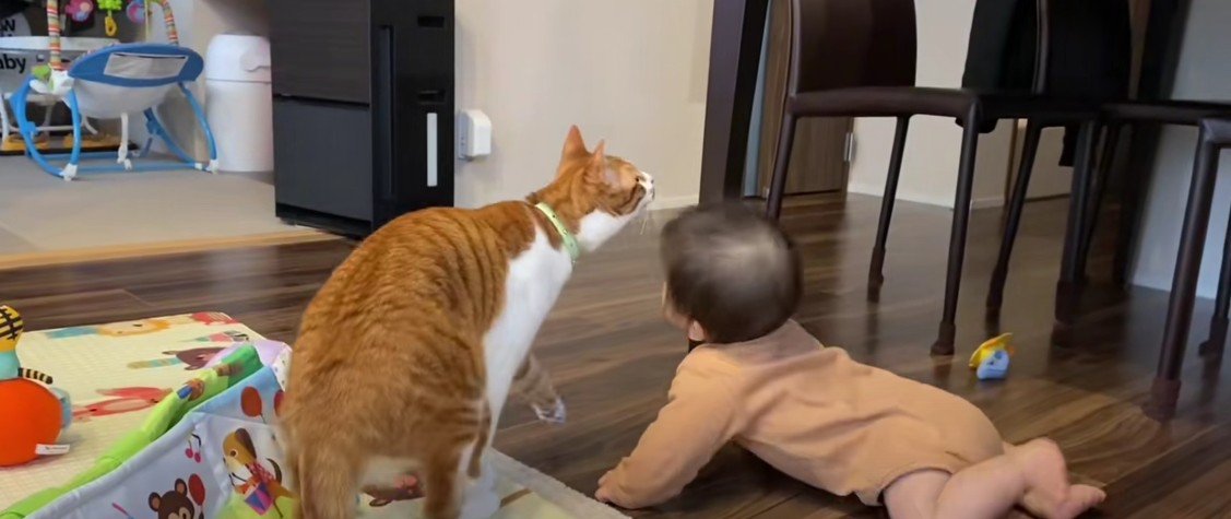 おもちゃを探す猫と赤ちゃん