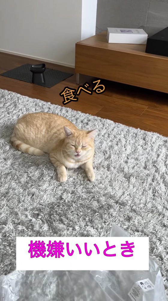 飼い主に話しかけられて目を細める猫