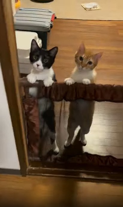 二足立ちの2匹の猫