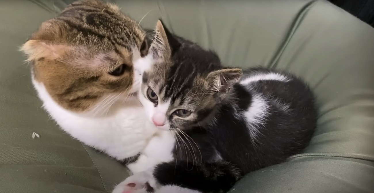 ビーズクッションの上で子猫の毛づくろいをする親猫