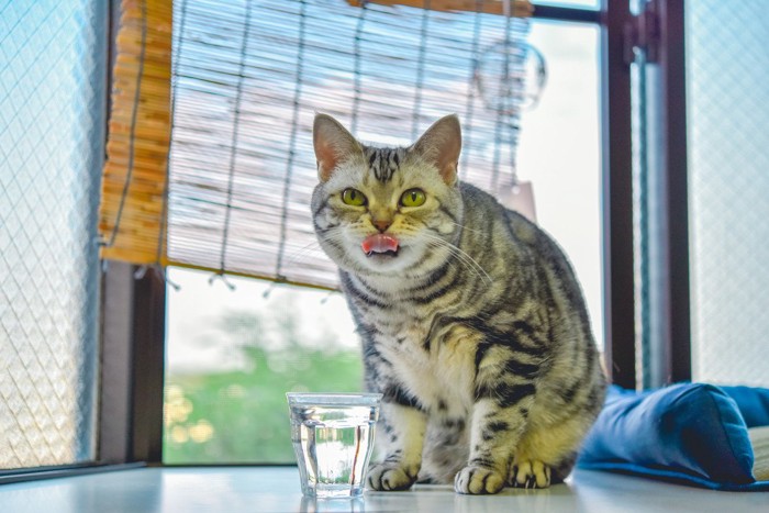 鼻をなめる猫