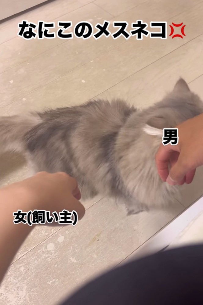 顔をすり寄せる猫