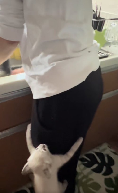 飼い主の足に両手でしがみついている子猫