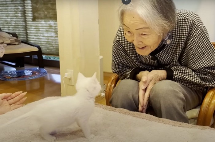 見つめ合う子猫と格子柄の服を着た人