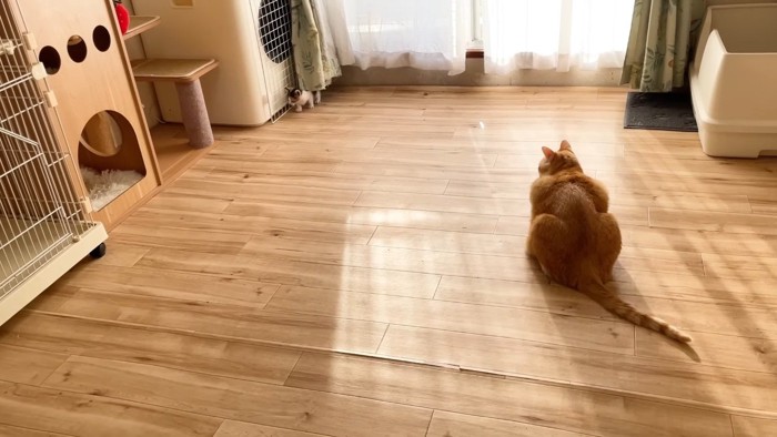 むぎくんの後ろ姿